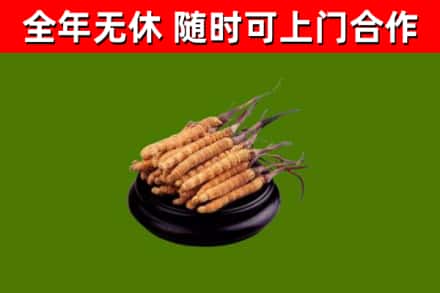 天镇烟酒回收冬虫夏草.jpg